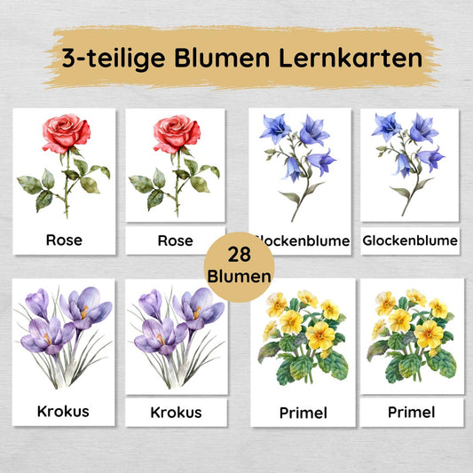 28 dreiteilige Blumen Lernkarten für Kinder