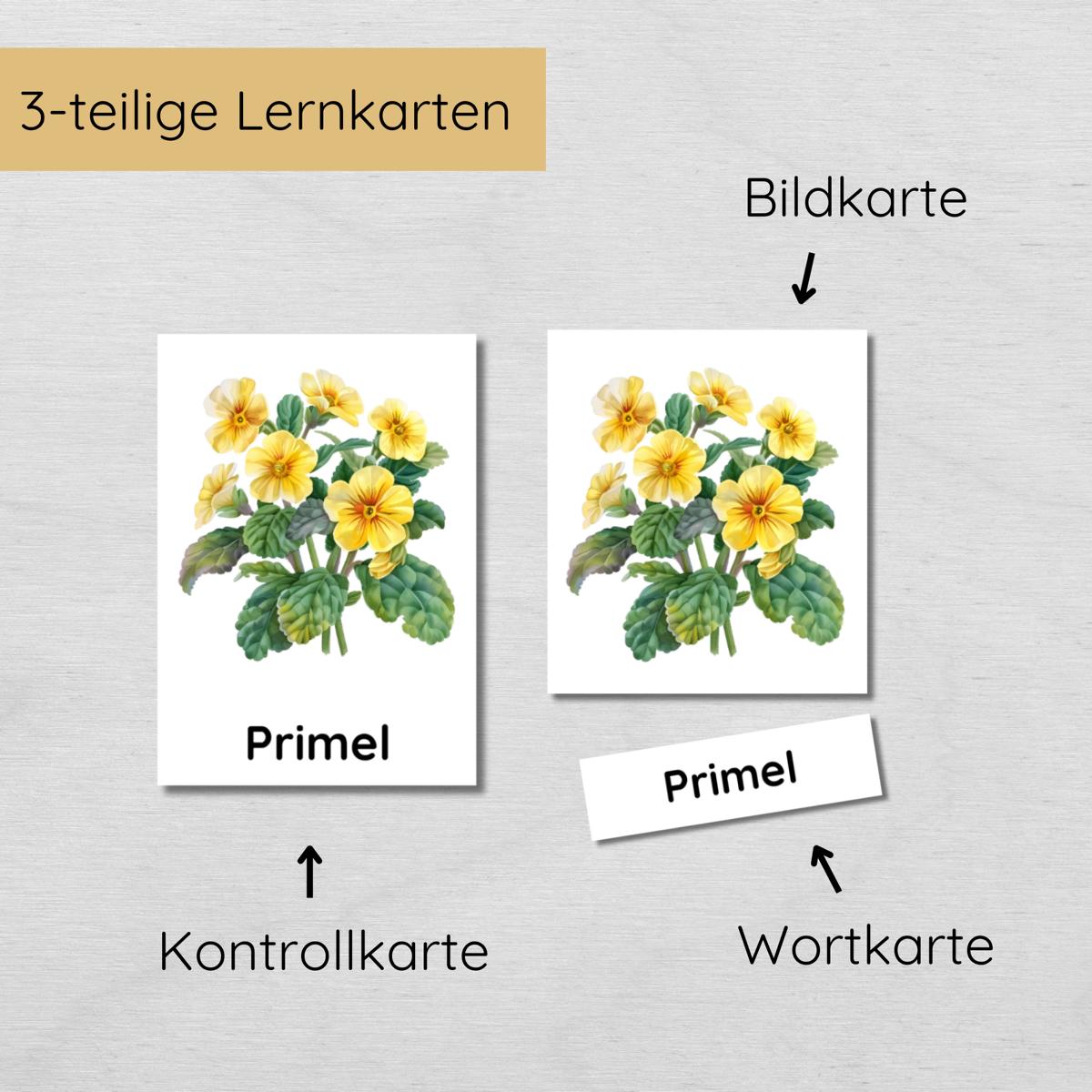 28 dreiteilige Blumen Lernkarten für Kinder